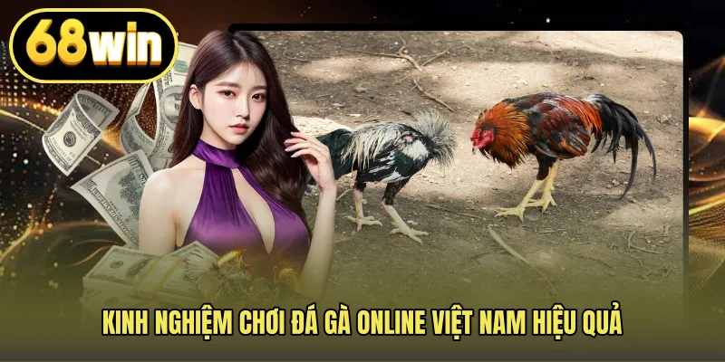 Kinh nghiệm chơi đá gà online Việt Nam hiệu quả