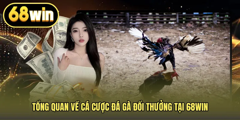 Tổng quan về cá cược đá gà đổi thưởng tại 68WIN